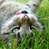 Aww! A cute kitten